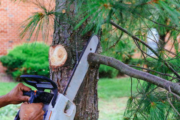 Trusted Warrenton, VA Tree Removal Experts